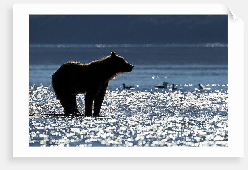 Brown Bear, Katmai National Park, Alaska by Anonymous