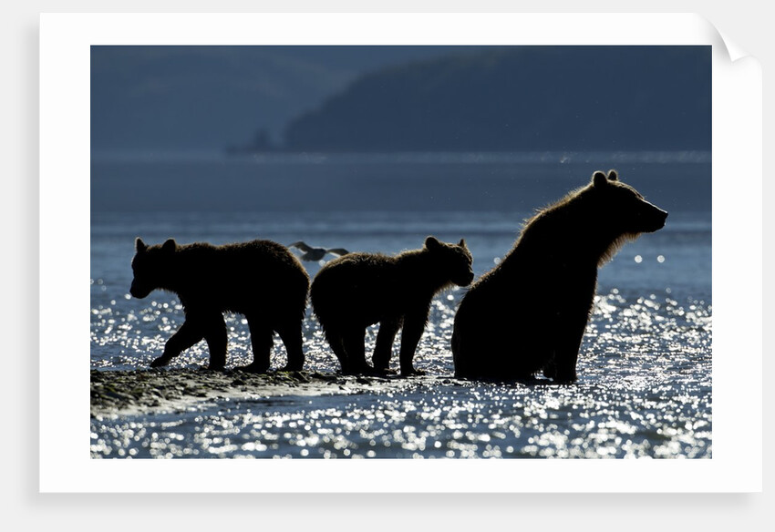 Brown Bear and Cubs, Katmai National Park, Alaska by Anonymous