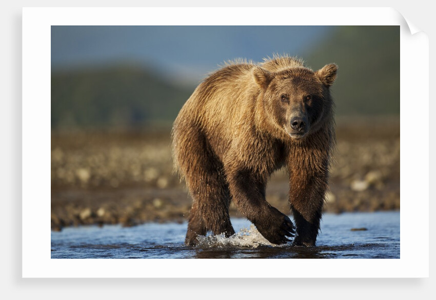 Bown Bear, Katmai National Park, Alaska by Anonymous