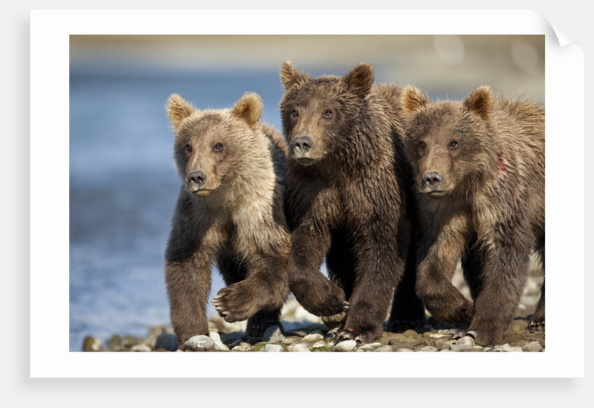 Brown Bear Cubs, Katmai National Park, Alaska by Anonymous