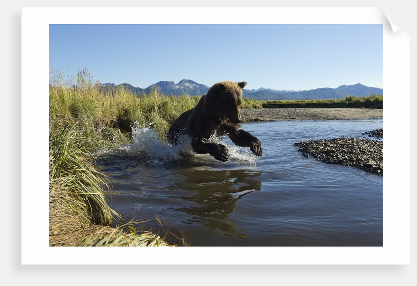 Brown Bear Fishing, Katmai National Park, Alaska by Anonymous