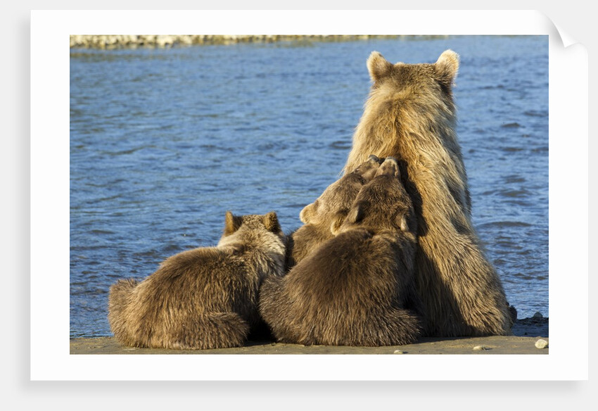 Brown Bear Sow and Cubs, Katmai National Park, Alaska by Anonymous