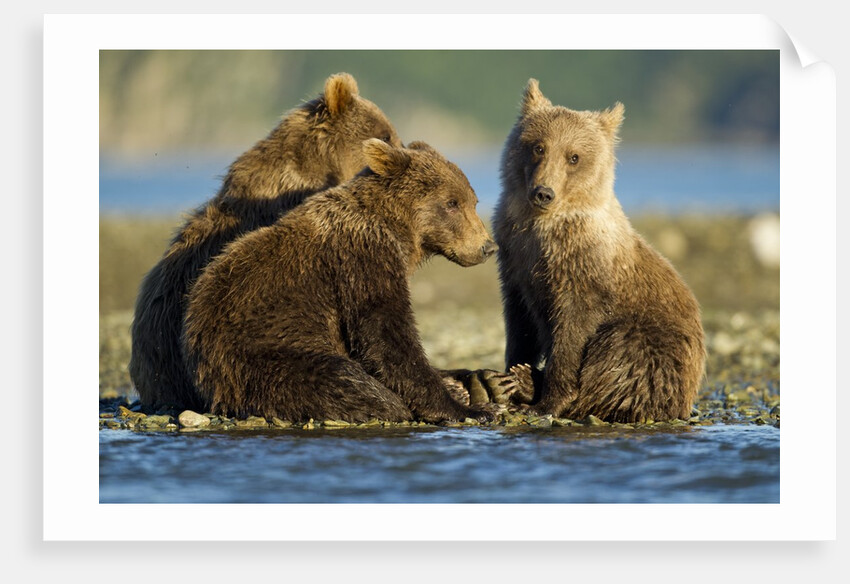 Brown Bear Cubs, Katmai National Park, Alaska by Anonymous
