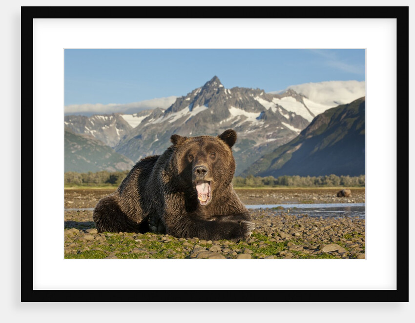 Grizzly Bear, Katmai National Park, Alaska by Anonymous