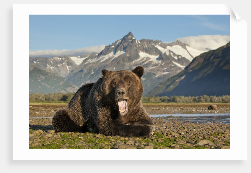 Grizzly Bear, Katmai National Park, Alaska by Anonymous