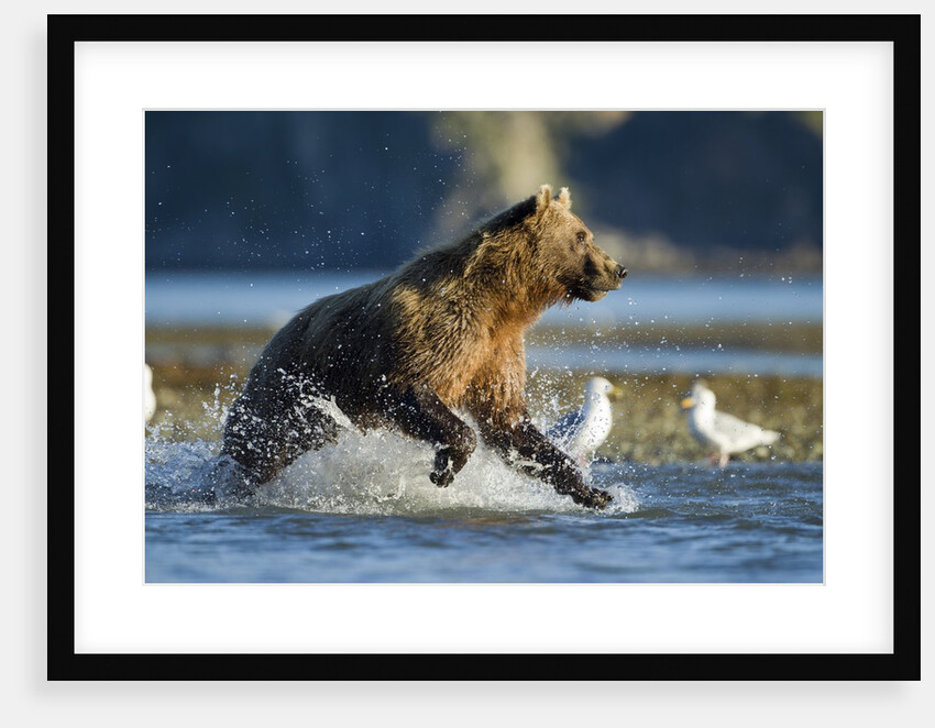 Fishing Brown Bear in Katmai National Park by Anonymous