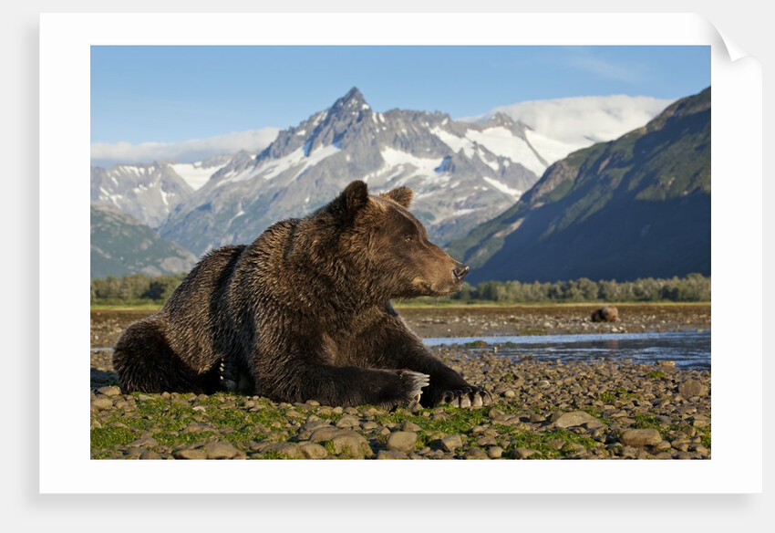 Brown Bear, Katmai National Park, Alaska by Anonymous