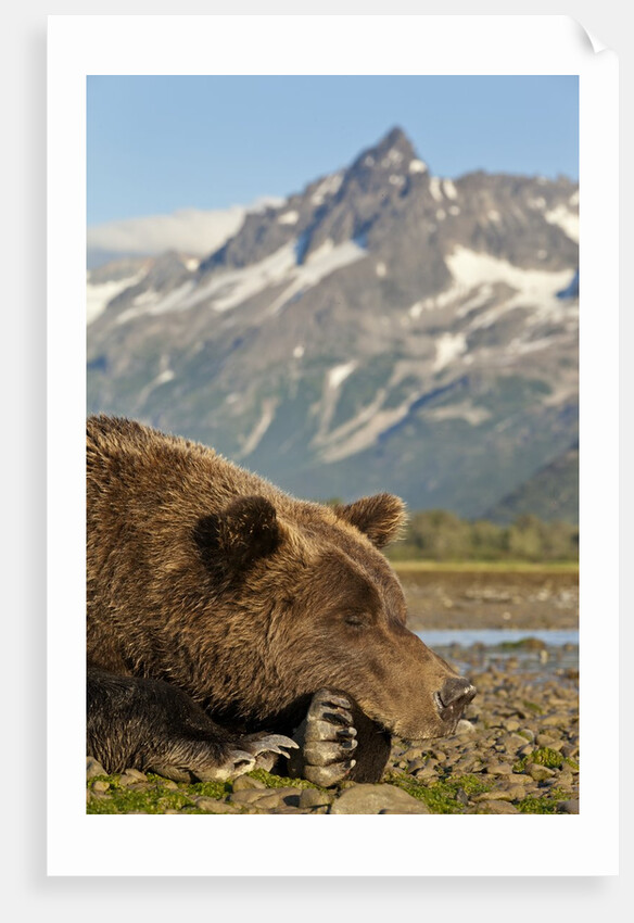 Brown Bear and Coastal Mountains, Katmai National Park, Alaska by Anonymous