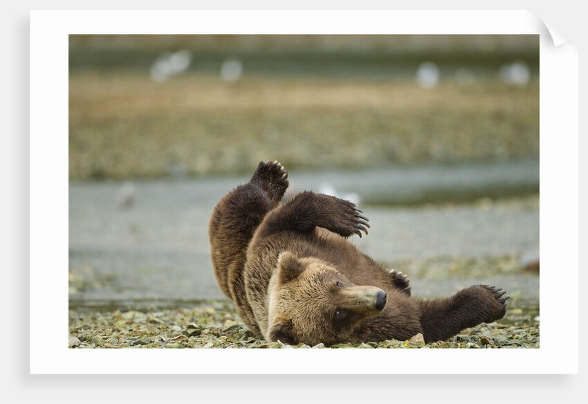 Resting Brown Bear, Katmai National Park, Alaska by Anonymous