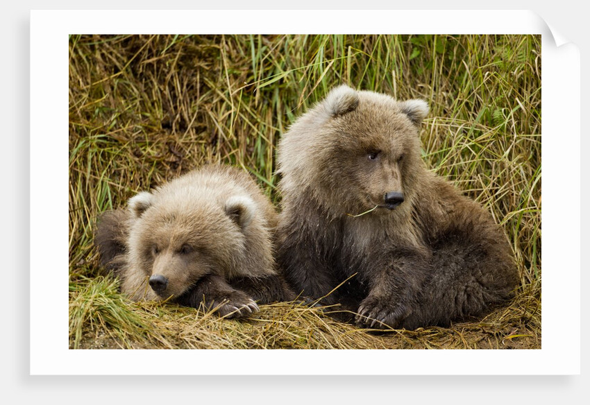 Brown Bear Spring Cubs, Katmai National Park, Alaska by Anonymous