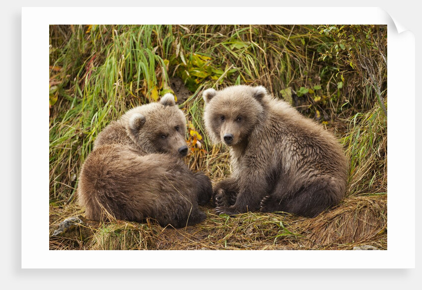 Brown Bear Spring Cubs, Katmai National Park, Alaska by Anonymous
