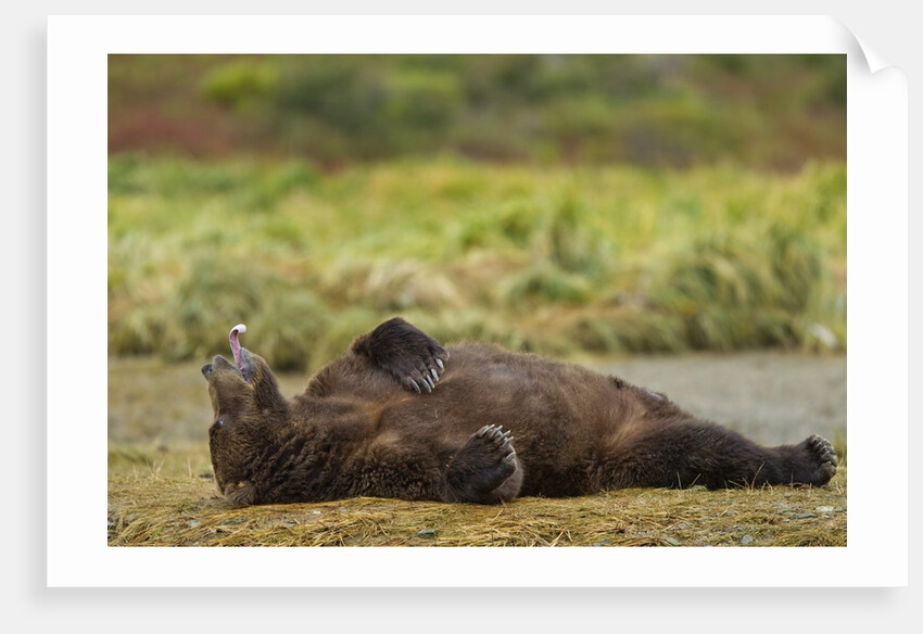 Resting Brown Bear, Katmai National Park, Alaska by Anonymous