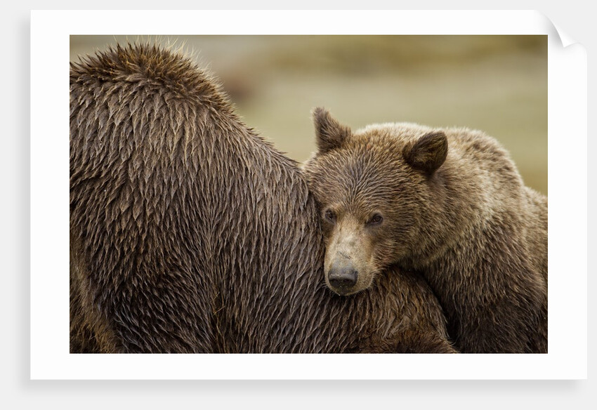 Brown Bear Cub and Sow, Katmai National Park, Alaska by Anonymous