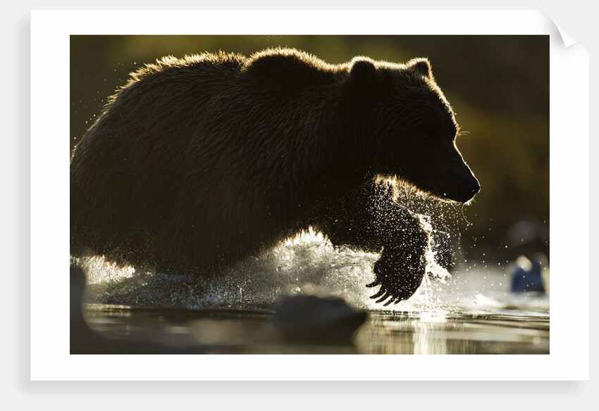 Fishing Brown Bear, Katmai National Park, Alaska by Anonymous