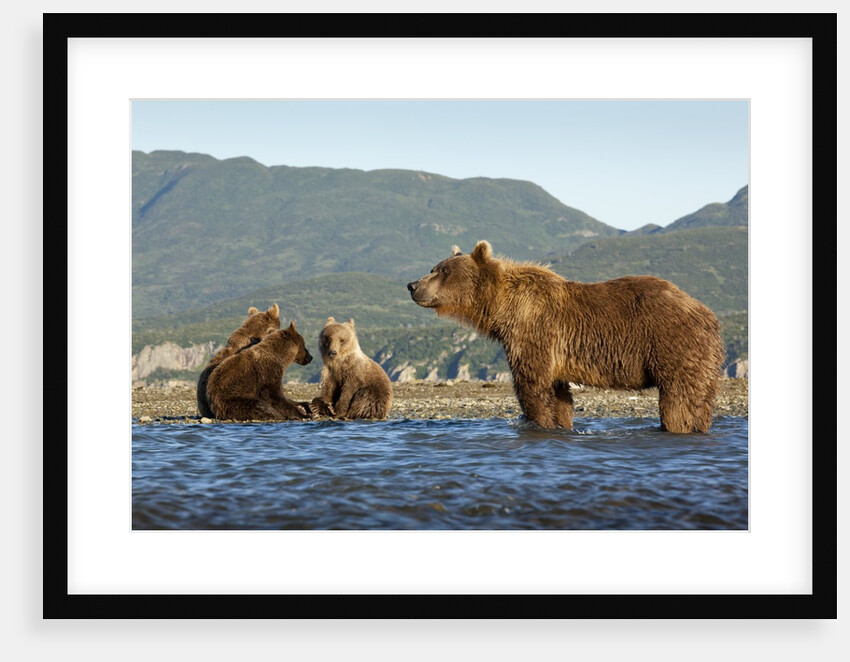 Fishing Brown Bear and Cubs, Katmai National Park, Alaska by Anonymous