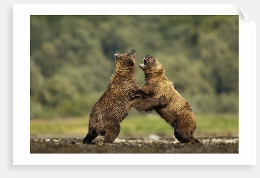 Grizzly Bear, Katmai National Park, Alaska by Anonymous