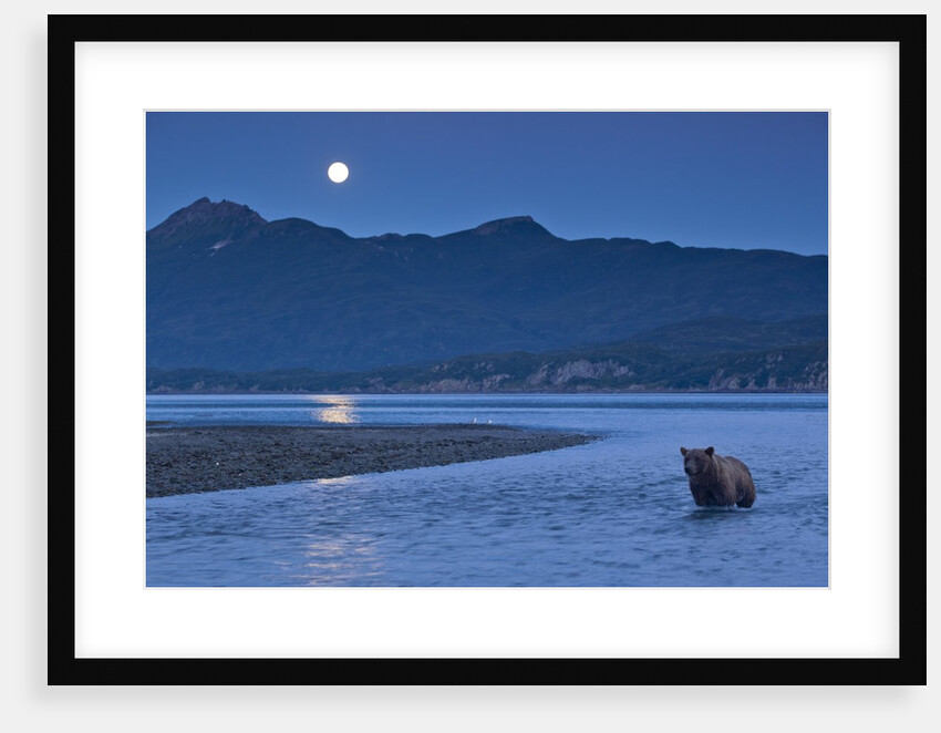 Brown Bear and Full Moon, Katmai National Park, Alaska by Anonymous