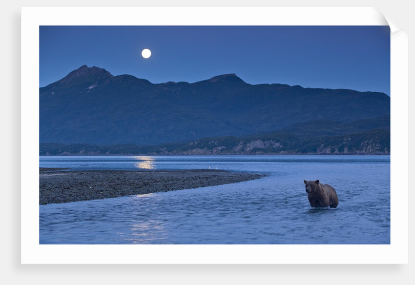 Brown Bear and Full Moon, Katmai National Park, Alaska by Anonymous