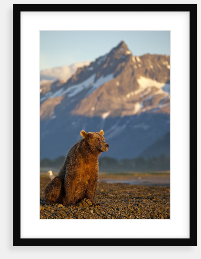 Brown Bear at Dawn, Katmai National Park, Alaska by Anonymous