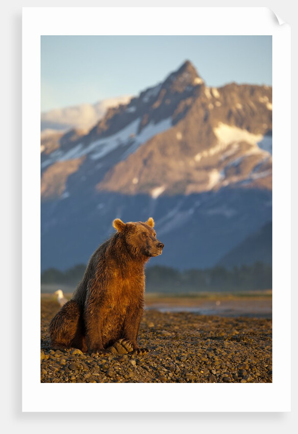 Brown Bear at Dawn, Katmai National Park, Alaska by Anonymous