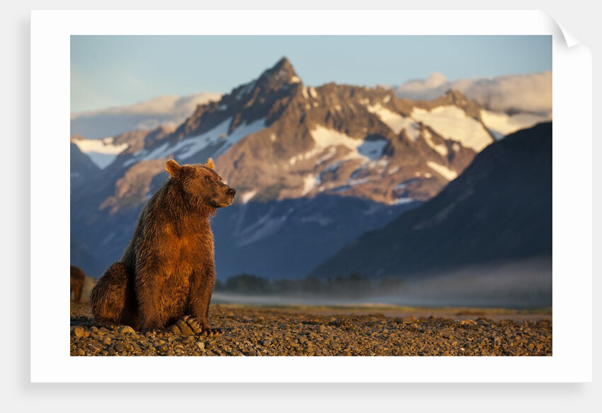 Brown Bear at Dawn, Katmai National Park, Alaska by Anonymous