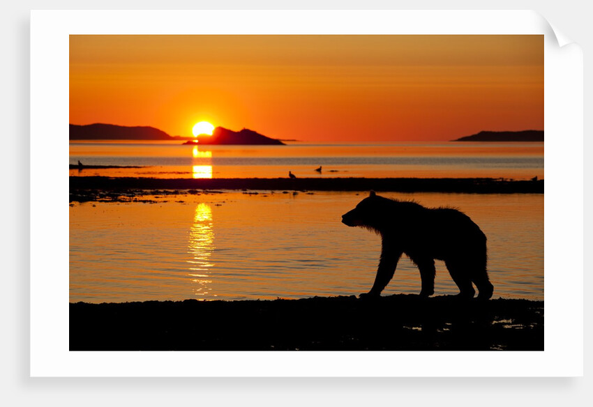 Brown Bear at Dawn, Katmai National Park, Alaska by Anonymous