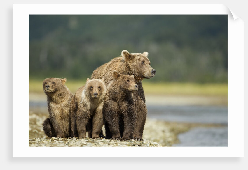 Brown Bear and Cubs, Katmai National Park, Alaska by Anonymous