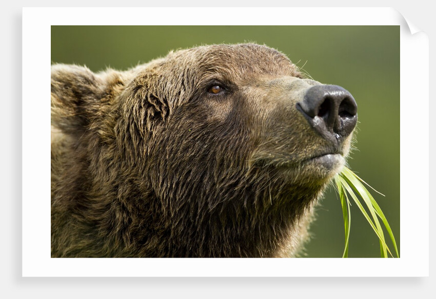 Brown Bear, Katmai National Park, Alaska by Anonymous