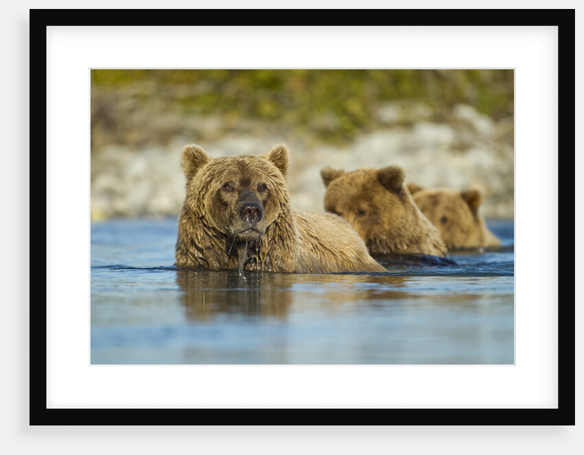 Brown Bear and Cubs, Katmai National Park, Alaska by Anonymous
