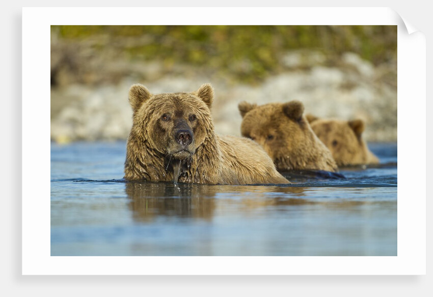 Brown Bear and Cubs, Katmai National Park, Alaska by Anonymous