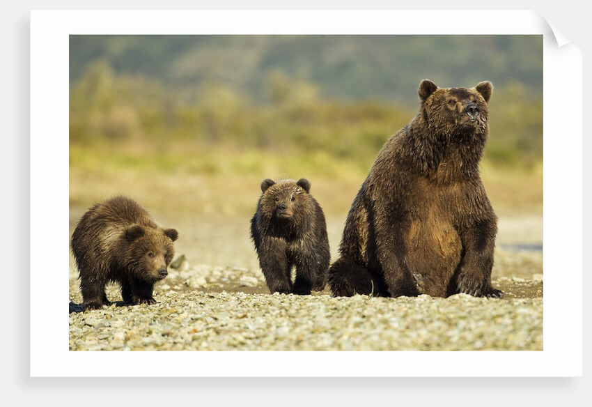 Brown Bear Sow and Cubs, Katmai National Park, Alaska by Anonymous