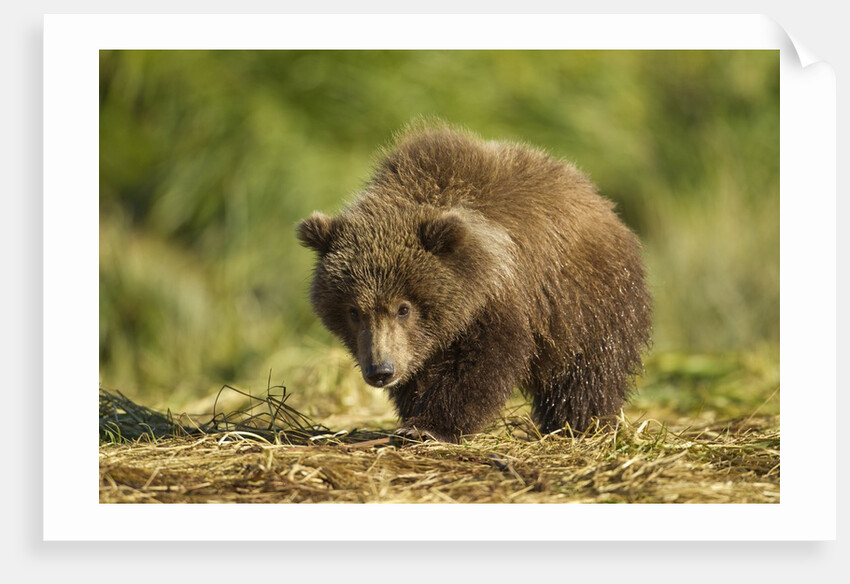 Brown Bear Spring Cub, Katmai National Park, Alaska by Anonymous
