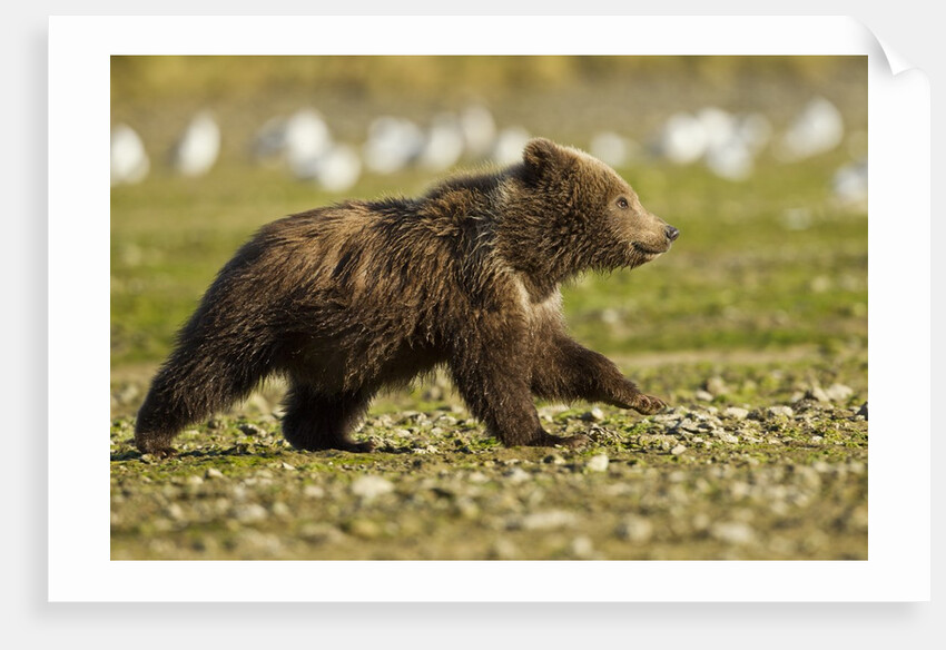 Brown Bear Spring Cubs, Katmai National Park, Alaska by Anonymous