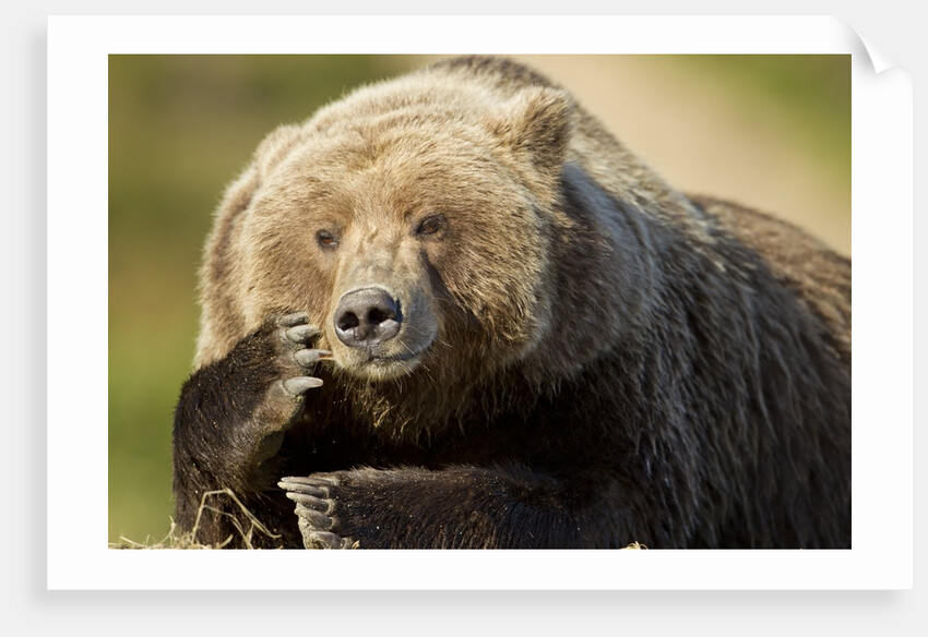 Resting Brown Bear, Katmai National Park, Alaska by Anonymous