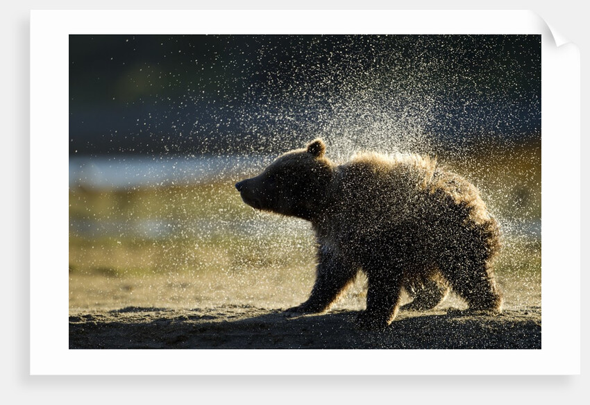 Brown Bear Spring Cub, Katmai National Park, Alaska by Anonymous