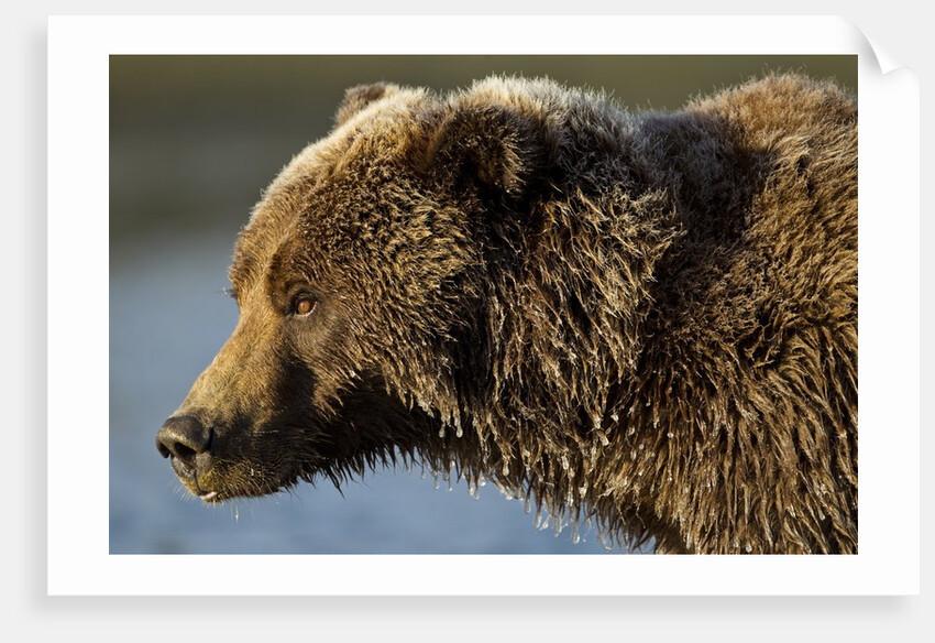Ice-covered Brown Bear, Katmai National Park, Alaska by Anonymous