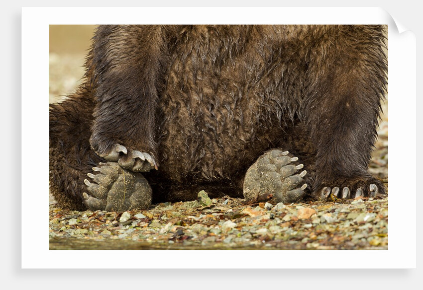 Brown Bear Paws, Katmai National Park, Alaska by Anonymous