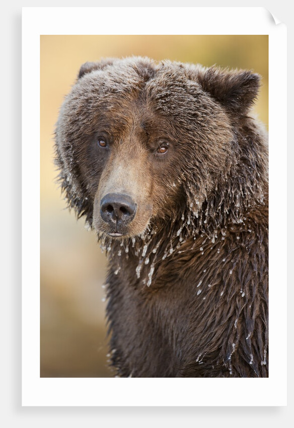 Ice-covered Brown Bear, Katmai National Park, Alaska by Anonymous