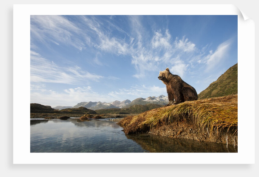 Brown Bear and Mountains, Katmai National Park, Alaska by Anonymous