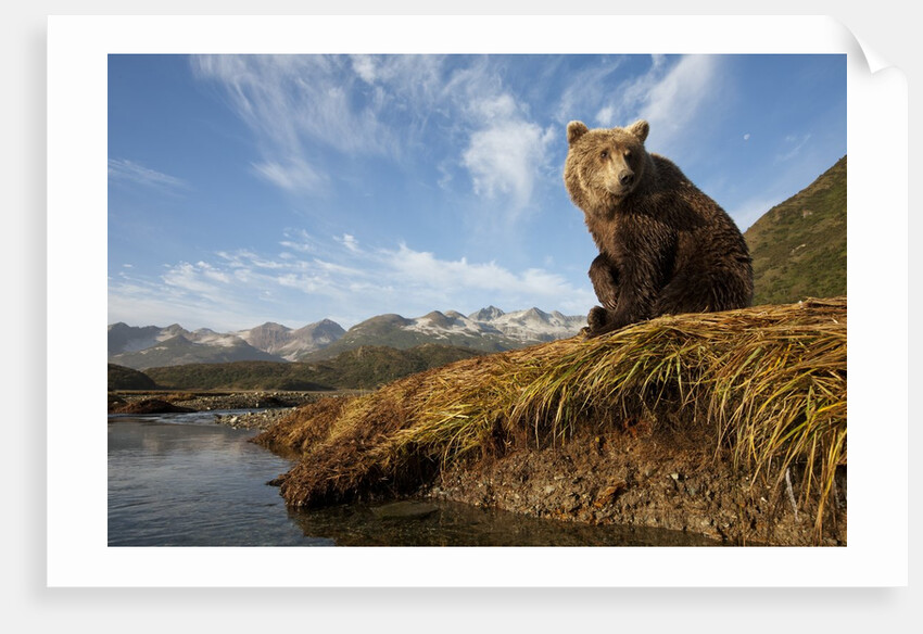 Brown Bear and Mountains, Katmai National Park, Alaska by Anonymous