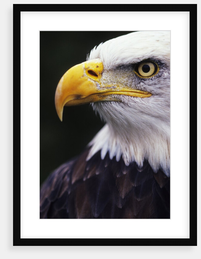 Bald Eagle (Haliaeetus leucocephalus) by Anonymous