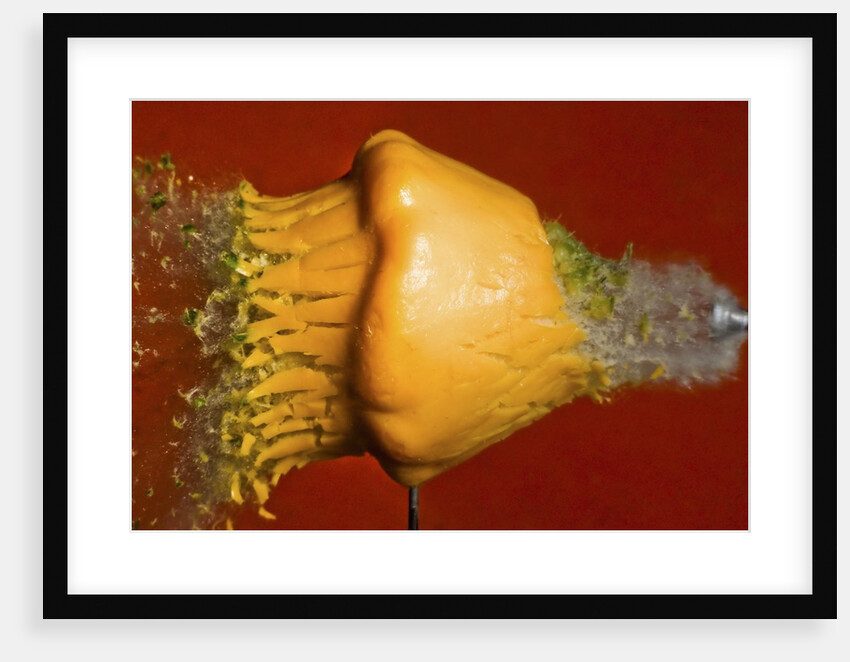 Squash Explosion by Anonymous