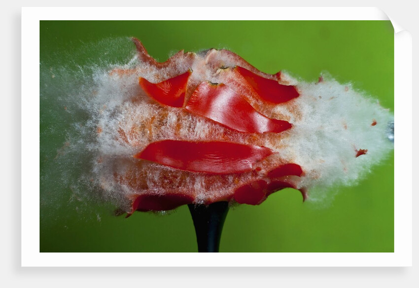 Tomato Surprise by Anonymous