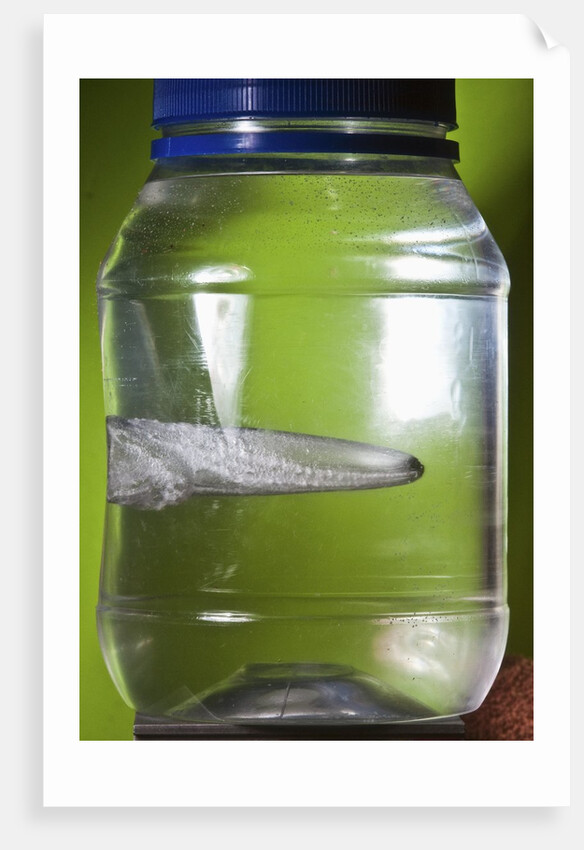 Water Figure by Anonymous