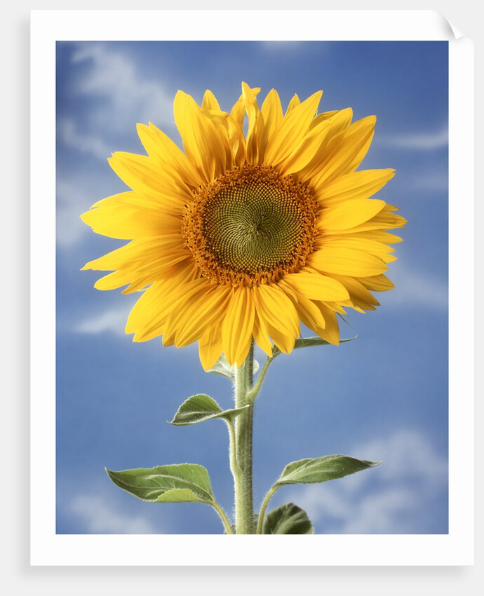 A sunflower against blue sky by Anonymous