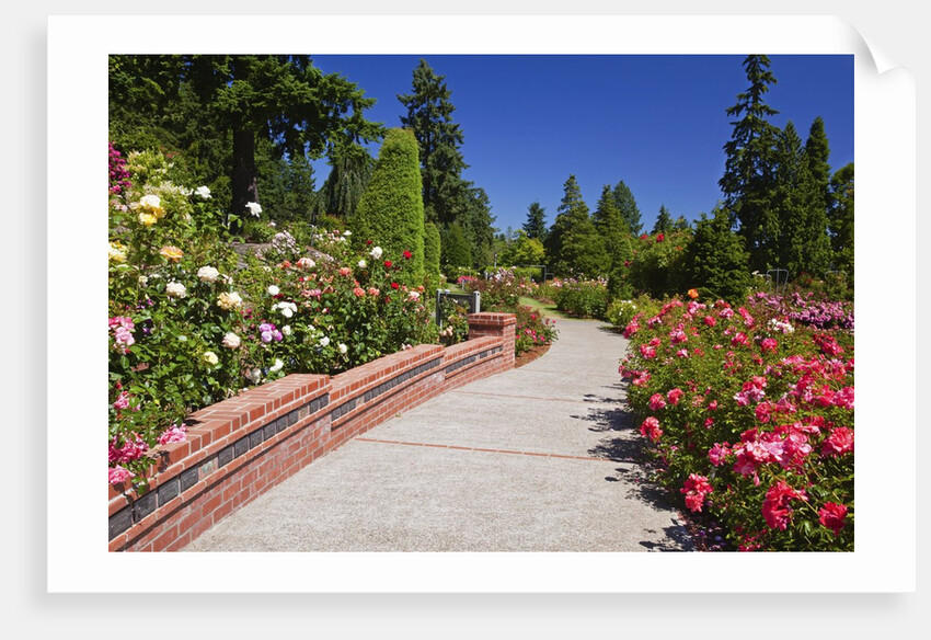 Portland Rose Garden, Oregon by Anonymous