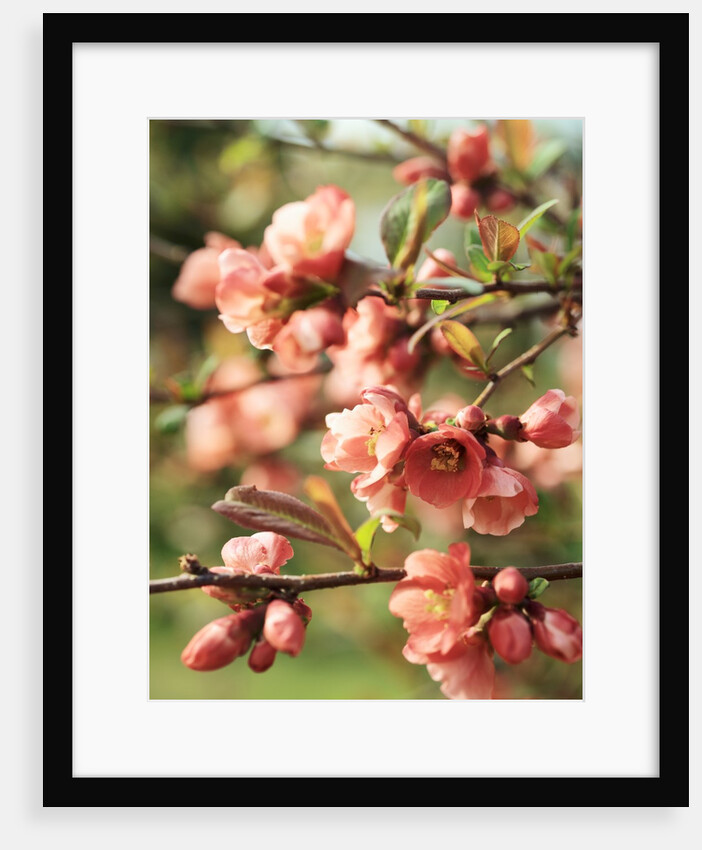 Japanese cherry blossom on branch by Anonymous