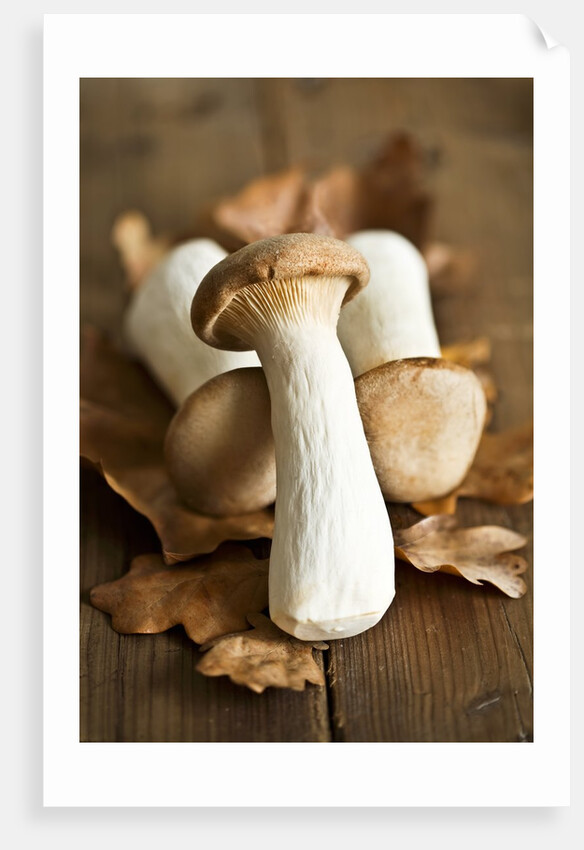 Fresh king oyster mushrooms on autumn leaves by Anonymous