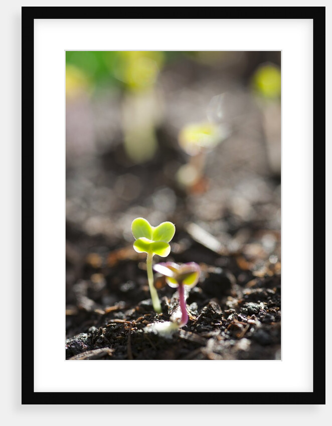 Seedlings emerging in spring by Anonymous