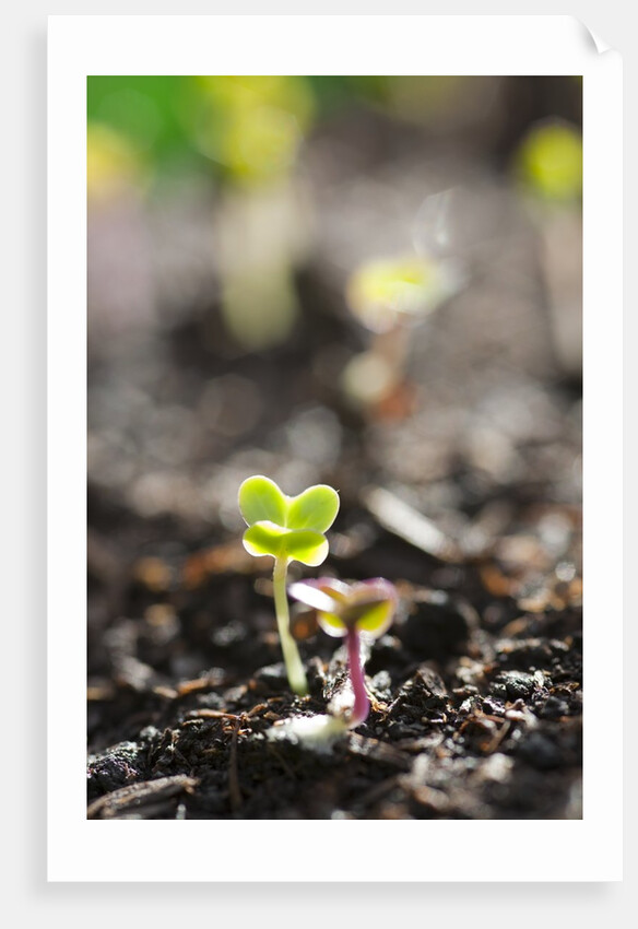 Seedlings emerging in spring by Anonymous